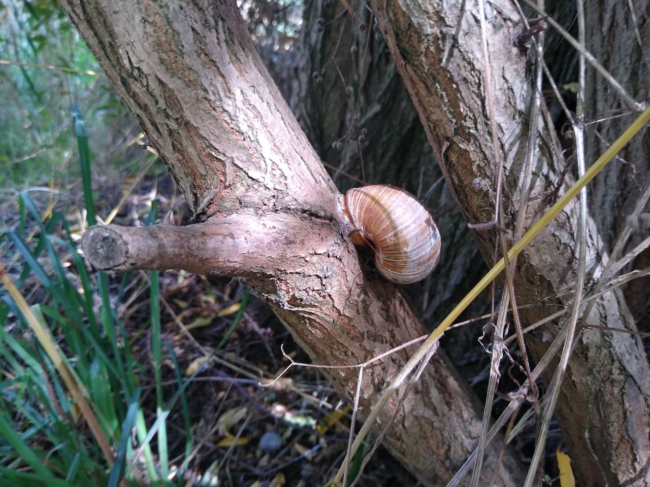 muszla ślimaka na gałęzi