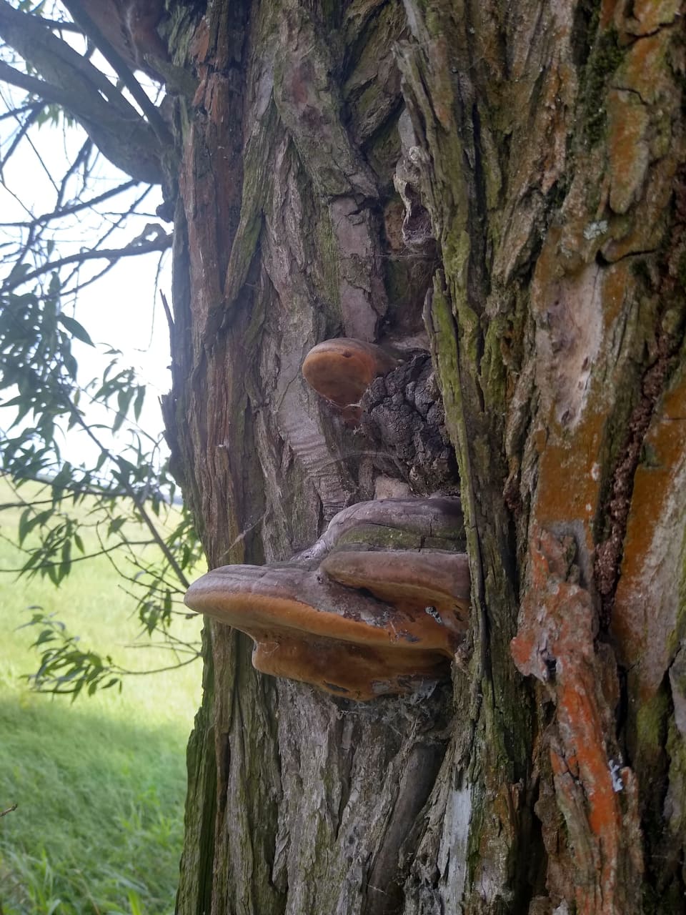 huba na drzewie