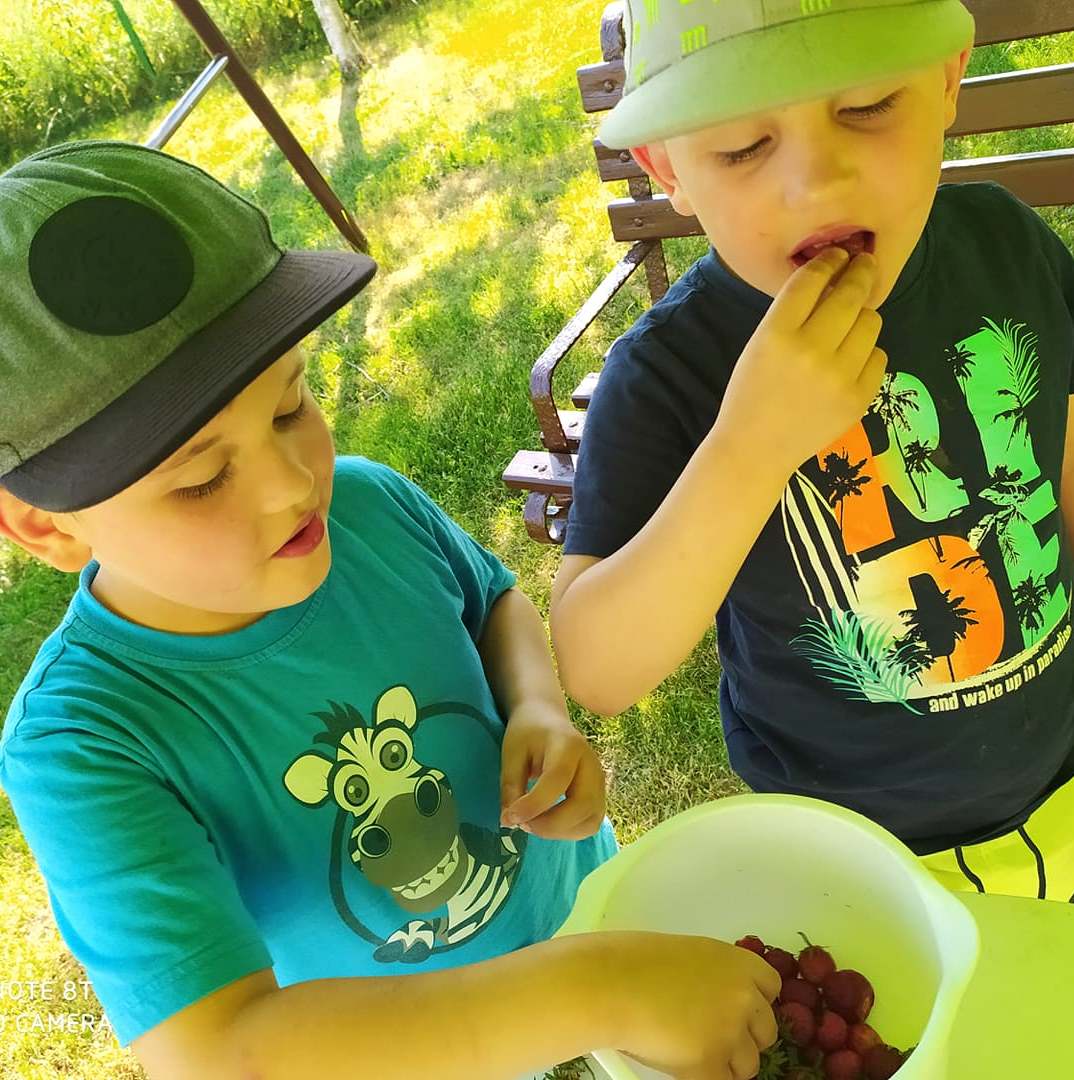 chłopcy jedzą zerwane truskawki